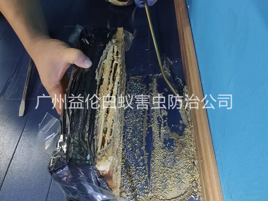 白云体育馆灭治白蚁工程