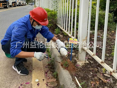 金沙洲红火蚁防治工程