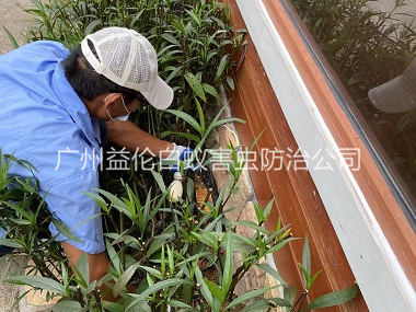 同和园林绿化灭治白蚁工程