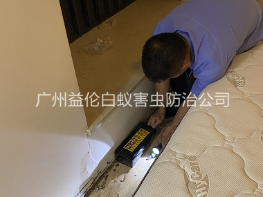 太和家居白蚁灭治工程